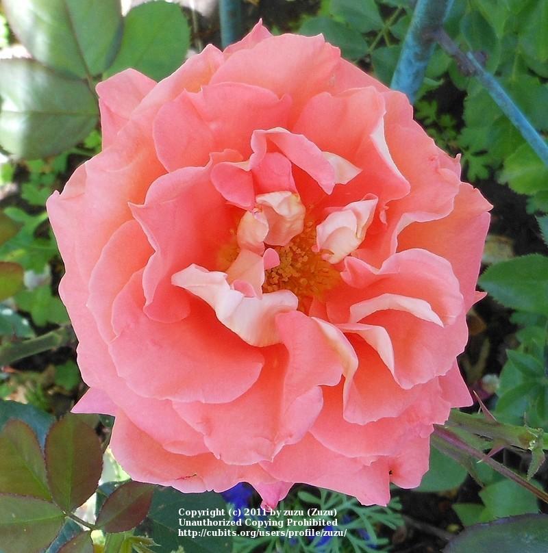 Photo of Rose (Rosa 'Maid of Honor, Cl') uploaded by zuzu