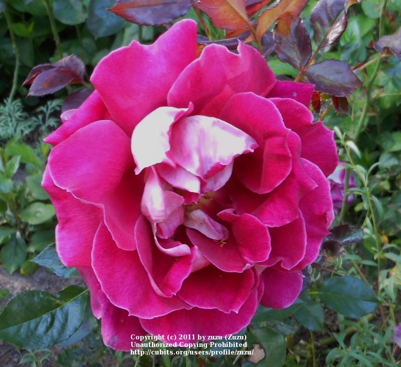 Photo of Rose (Rosa 'Mystique Ruffles') uploaded by zuzu