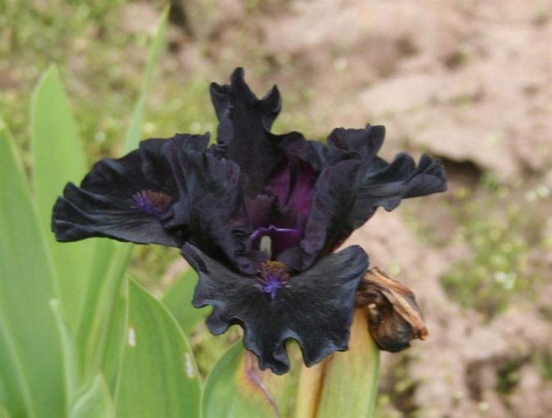 Photo of Standard Dwarf Bearded Iris (Iris 'Dark Matter') uploaded by KentPfeiffer
