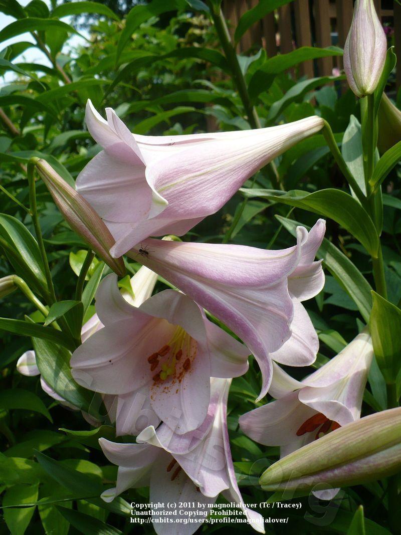 Photo of Lily (Lilium 'Elegant Lady') uploaded by magnolialover