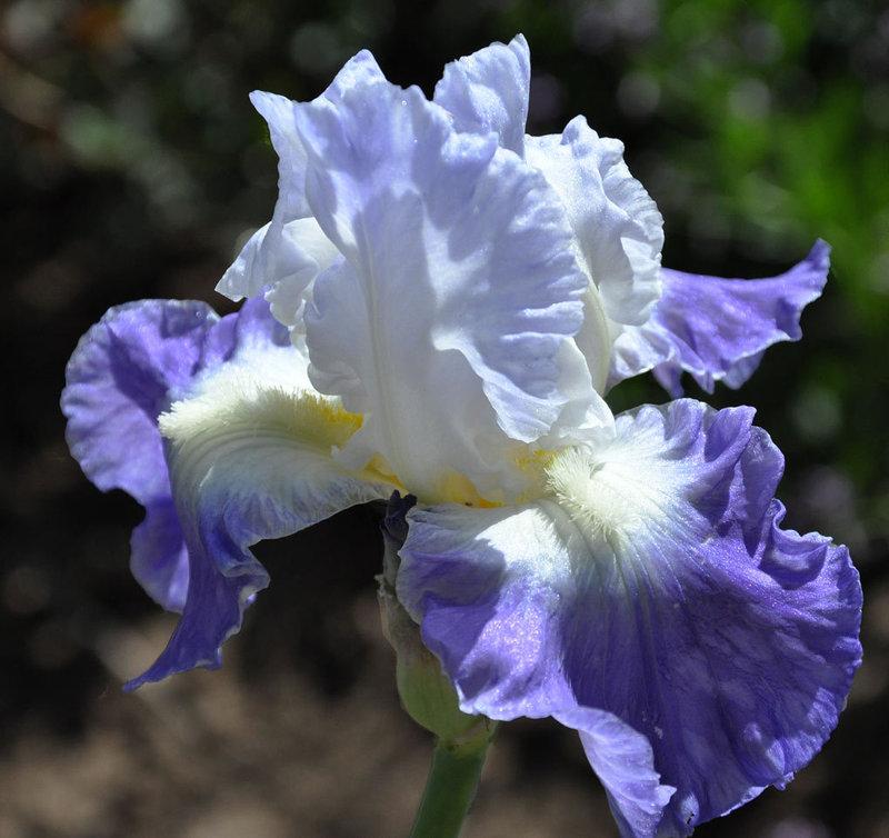 Photo of Tall Bearded Iris (Iris 'Clarence') uploaded by Steve812