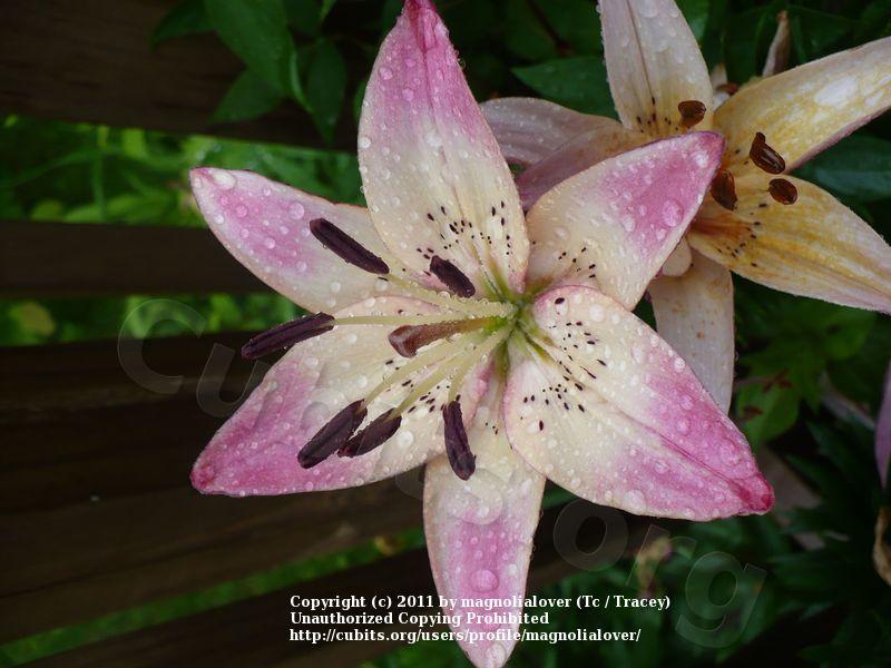 Photo of Lily (Lilium 'Rosella's Dream') uploaded by magnolialover