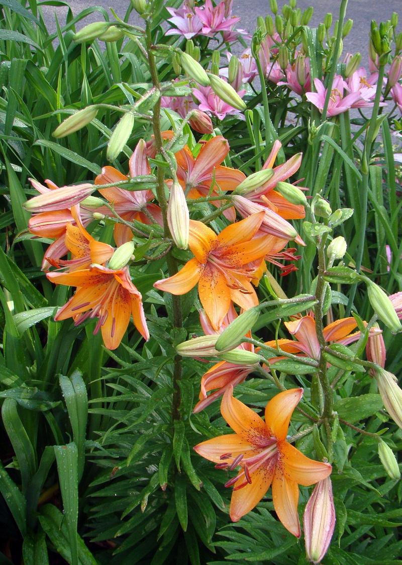 Photo of Lily (Lilium 'Plum Peach') uploaded by stilldew