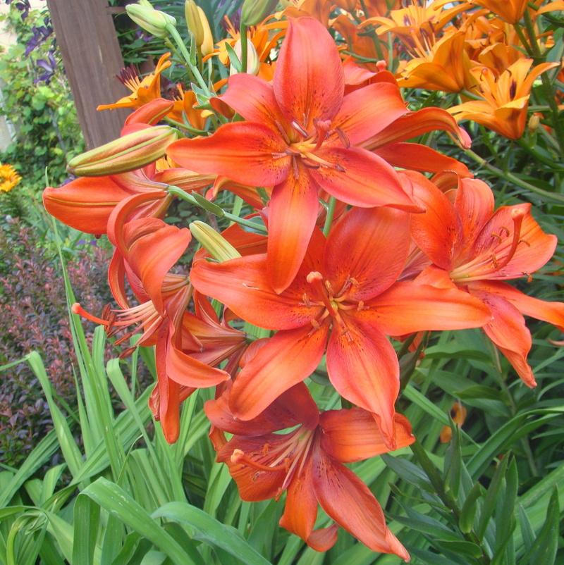 Photo of Lily (Lilium 'Pearl Justien') uploaded by stilldew