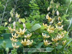 Thumb of 2011-06-21/magnolialover/588da7