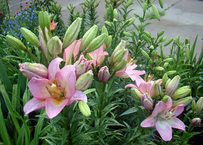 Photo of Lily (Lilium 'Samur') uploaded by stilldew