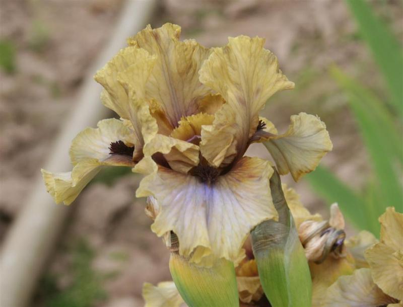 Photo of Intermediate Bearded Iris (Iris 'Glances') uploaded by KentPfeiffer