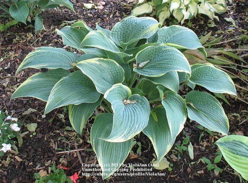 Photo of Hosta 'Alligator Shoes' uploaded by ViolaAnn