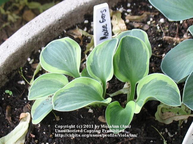 Photo of Hosta 'Frosted Mouse Ears' uploaded by ViolaAnn