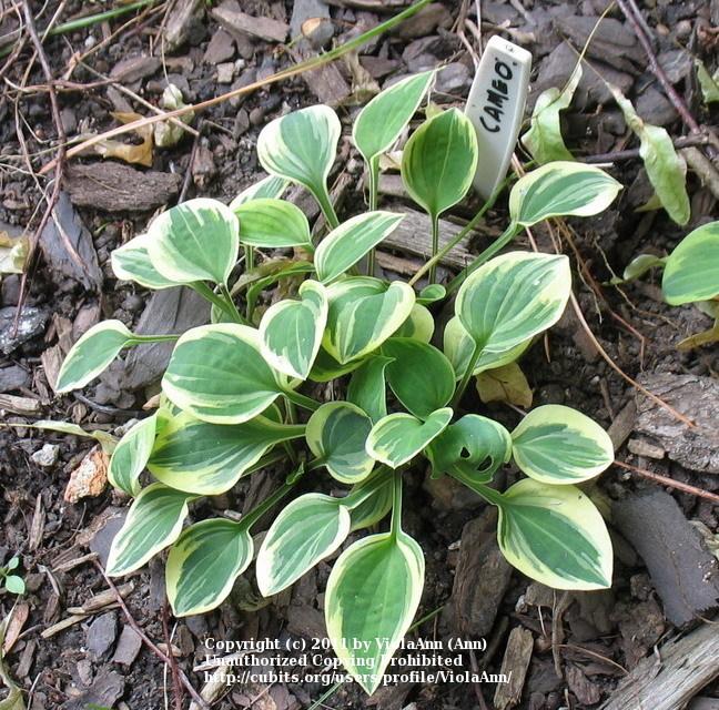 Photo of Hosta 'Cameo' uploaded by ViolaAnn