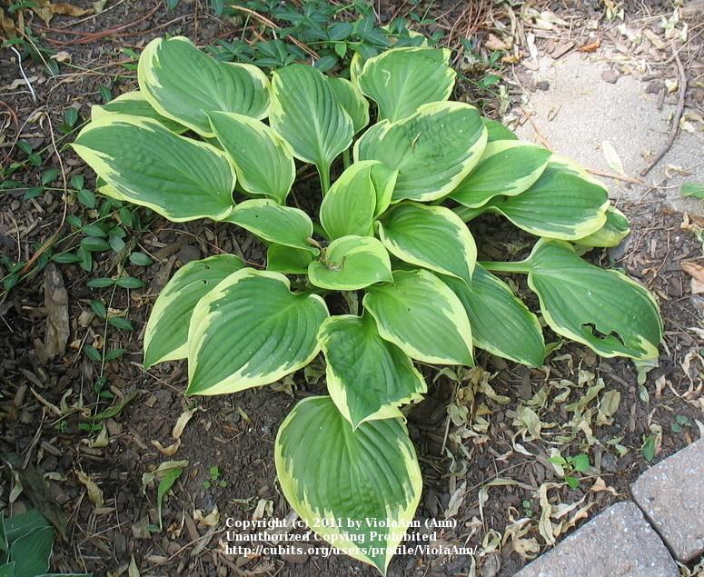 Photo of Hosta 'Avalanche' uploaded by ViolaAnn