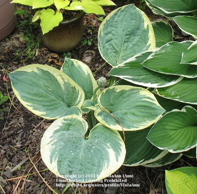 Photo of Hosta 'Christmas Pageant' uploaded by ViolaAnn