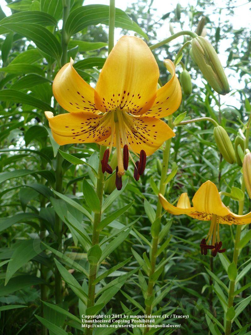 Photo of Lily (Lilium 'Summer Valley') uploaded by magnolialover
