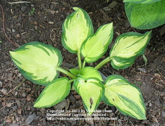 Photo of Hosta 'Stealth' uploaded by ViolaAnn