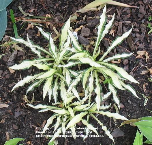 Photo of Hosta 'X-rated' uploaded by ViolaAnn