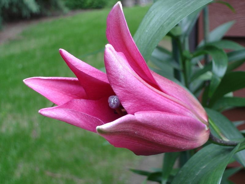 Photo of Lily (Lilium 'Robina') uploaded by chocolatemoose