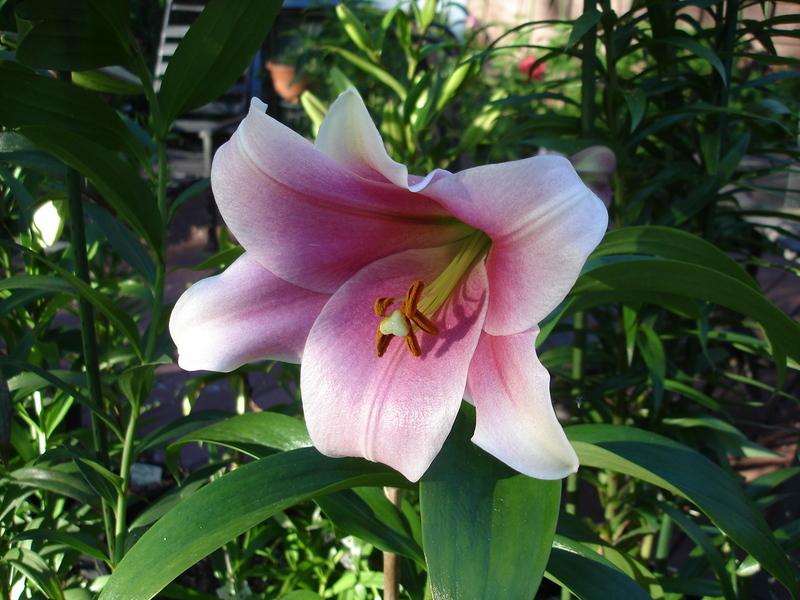 Photo of Lily (Lilium 'Bellsong') uploaded by chocolatemoose