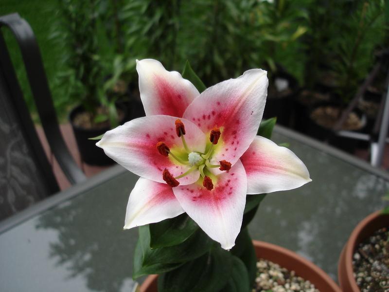 Photo of Lily (Lilium 'Angelique') uploaded by chocolatemoose