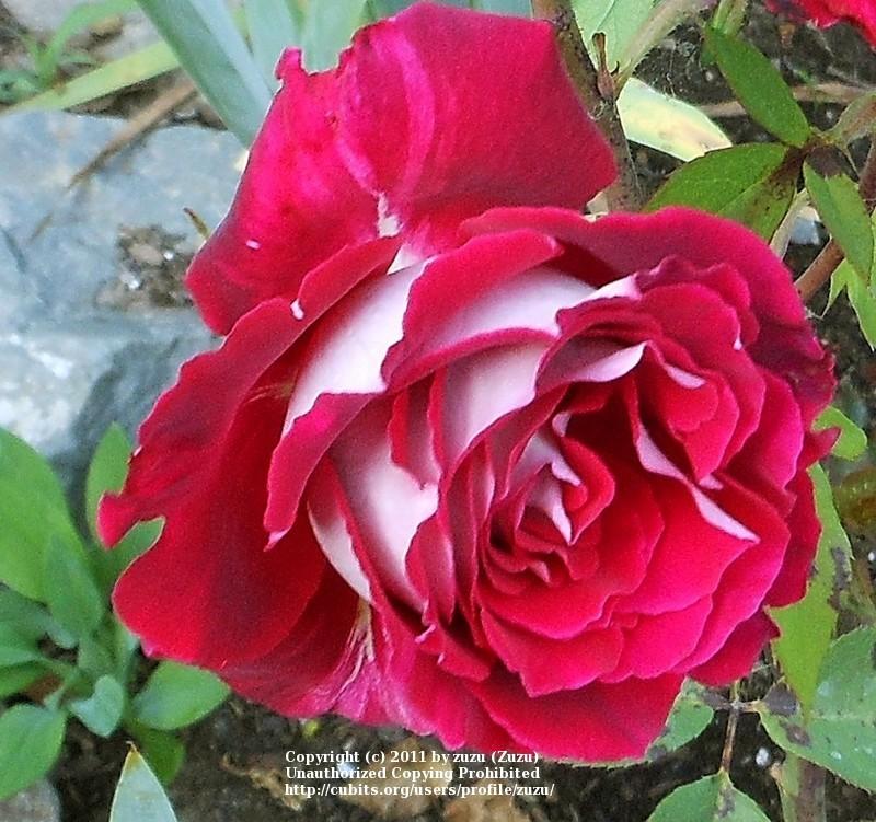 Photo of Rose (Rosa 'Osiria') uploaded by zuzu