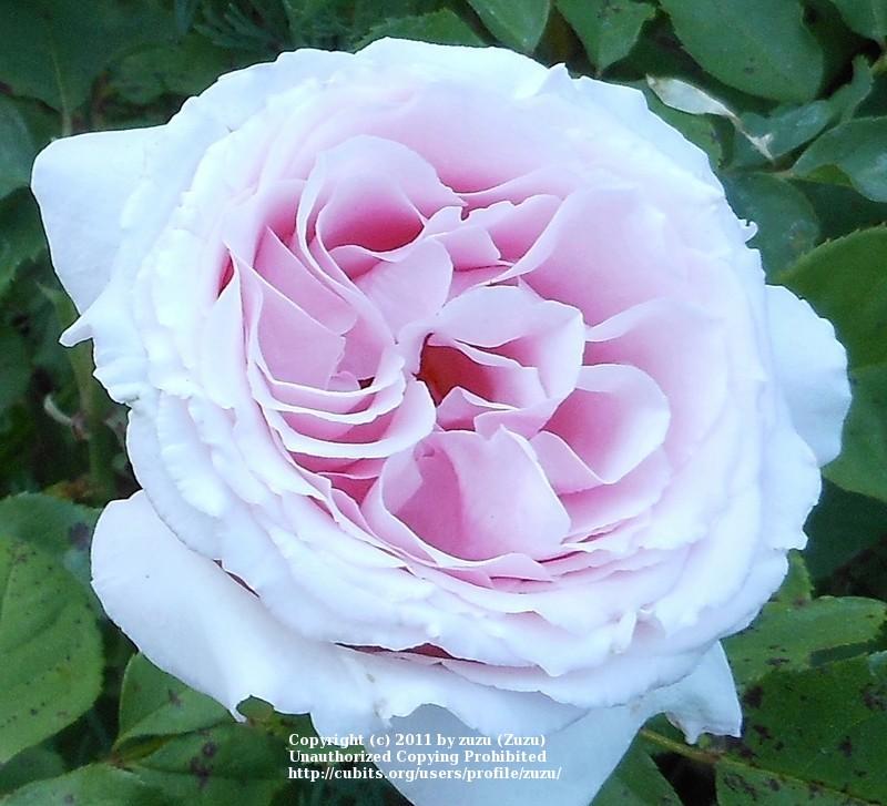 Photo of Rose (Rosa 'Frederic Mistral') uploaded by zuzu