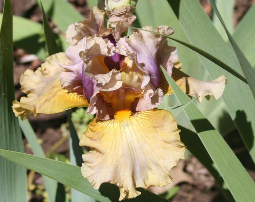 Photo of Tall Bearded Iris (Iris 'Sunset Storm') uploaded by KentPfeiffer