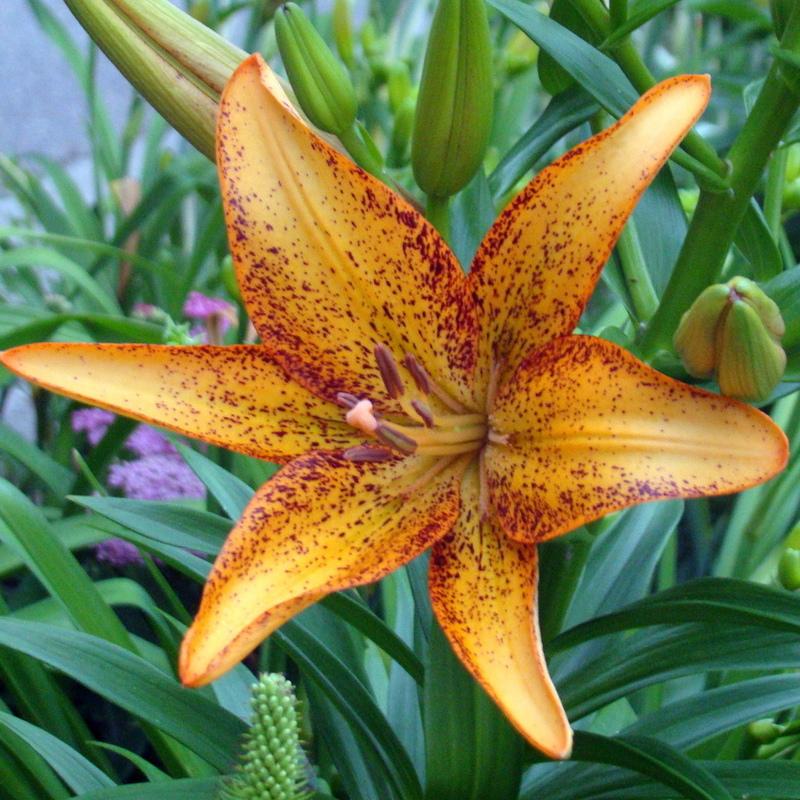 Photo of Lily (Lilium 'Kentucky') uploaded by stilldew
