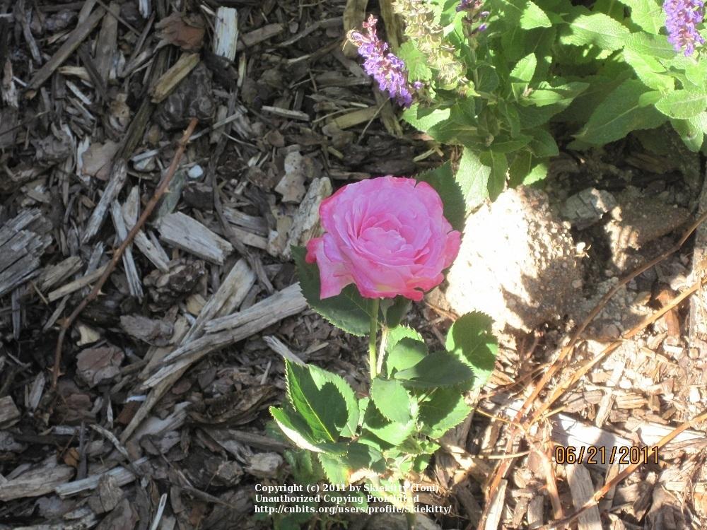 Photo of Rose (Rosa 'Paw Maw') uploaded by Skiekitty