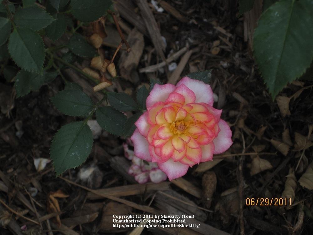 Photo of Rose (Rosa 'Rosy Dawn') uploaded by Skiekitty