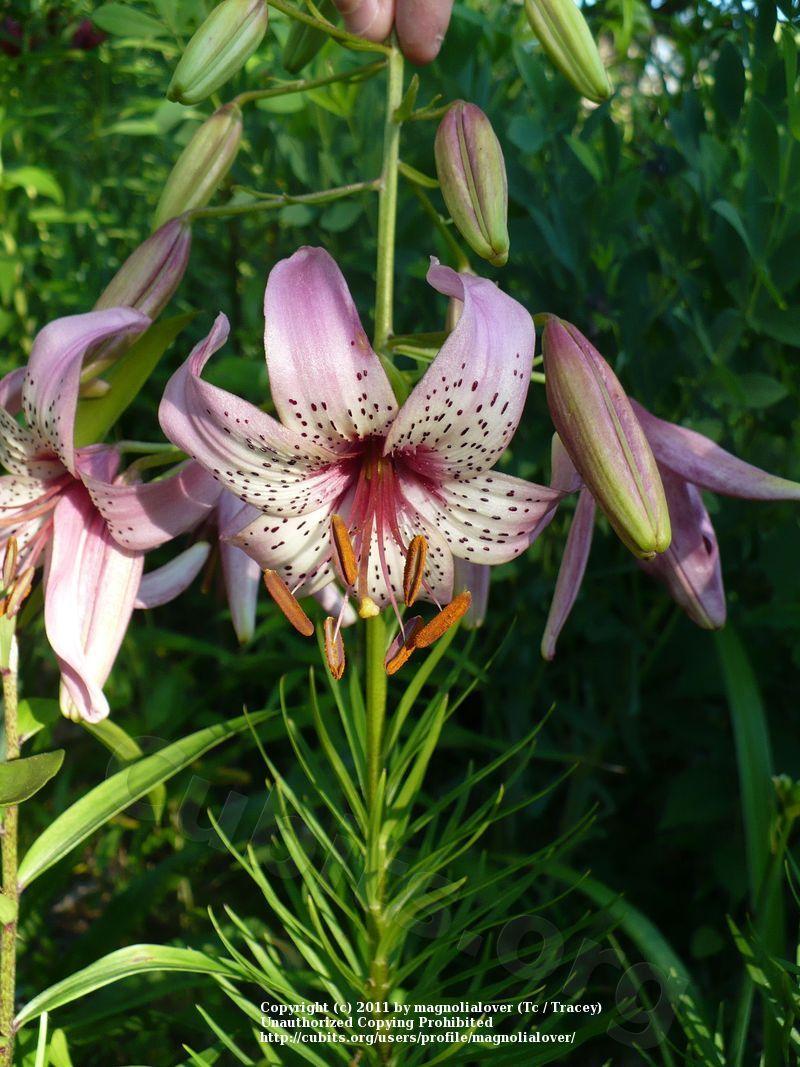 Photo of Lily (Lilium 'Lillass') uploaded by magnolialover