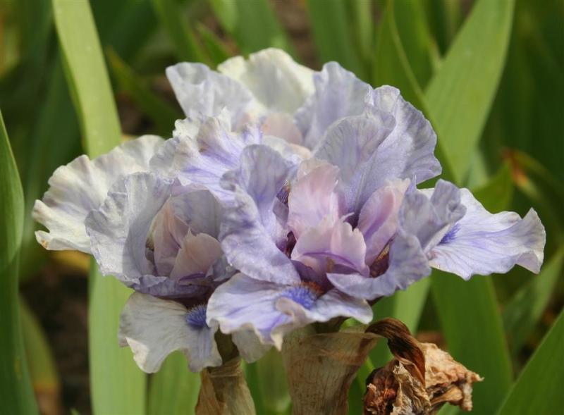 Photo of Standard Dwarf Bearded Iris (Iris 'Pink Style') uploaded by KentPfeiffer
