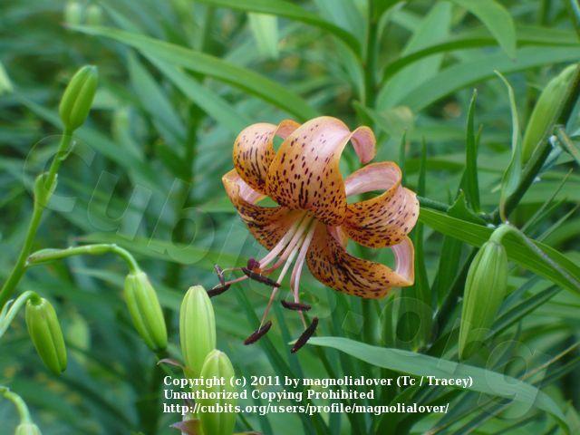 Photo of Lily (Lilium 'Burnished Rose') uploaded by magnolialover