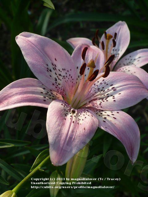 Photo of Lily (Lilium 'Pretty Girl') uploaded by magnolialover