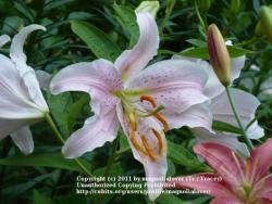 Thumb of 2011-07-01/magnolialover/872a00