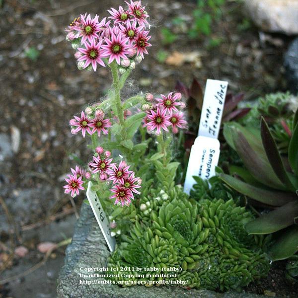 Photo of Hen and Chicks (Sempervivum 'Pixie') uploaded by tabby