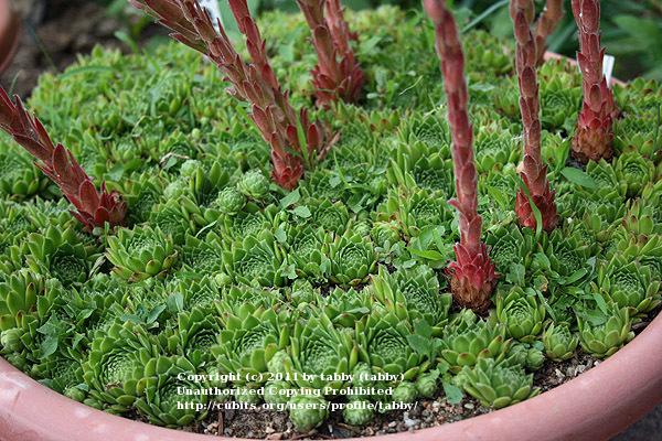 Photo of Hen and Chicks (Sempervivum x funckii) uploaded by tabby