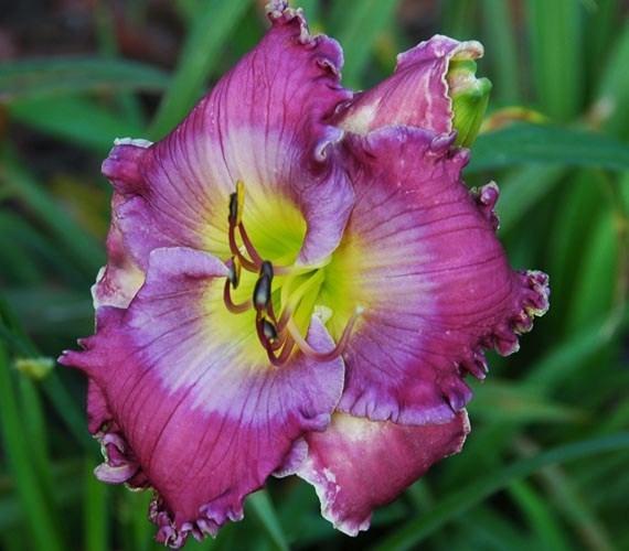 Photo of Daylily (Hemerocallis 'Warrior Victorious') uploaded by shive