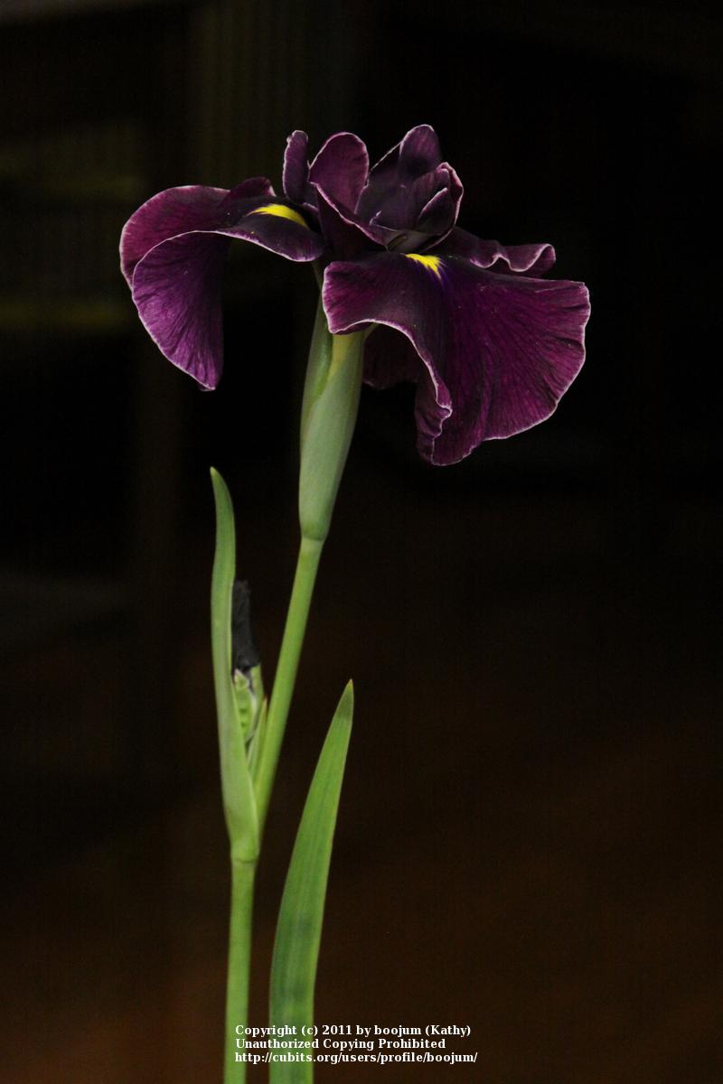 Photo of Japanese iris (Iris ensata 'Japanese Pinwheel') uploaded by boojum