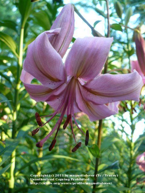 Photo of Lily (Lilium 'Pearl Jessica') uploaded by magnolialover