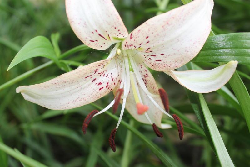 Photo of Asiatic Lily (Lilium 'Rosepoint Lace') uploaded by sgardener