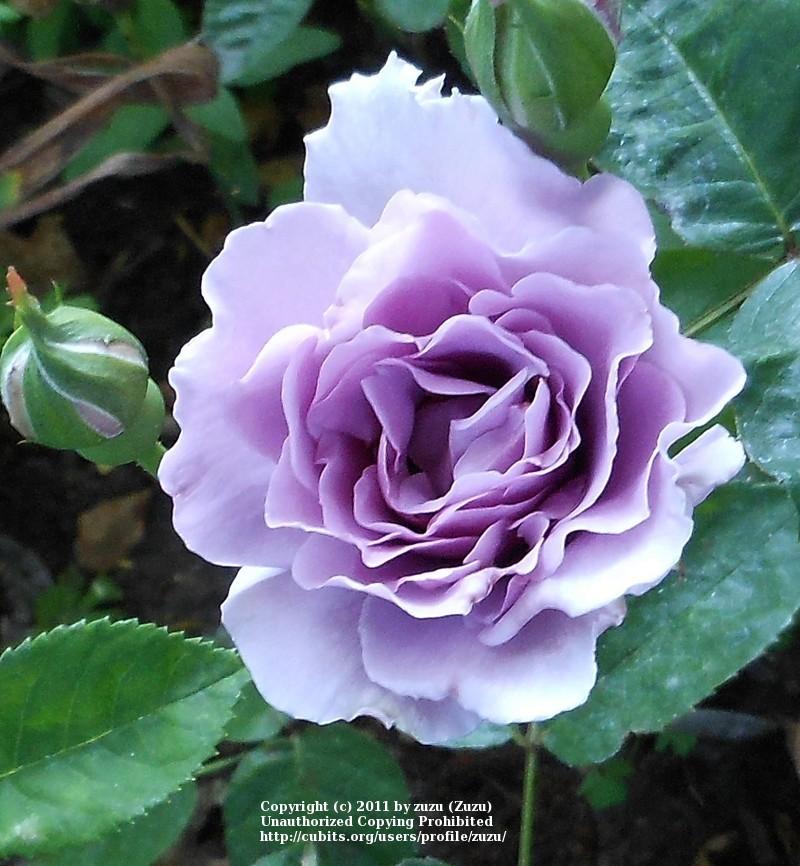 Photo of Rose (Rosa 'Seven Seas') uploaded by zuzu