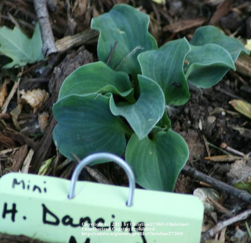 Photo of Hosta 'Dancing Mouse' uploaded by Christine27360