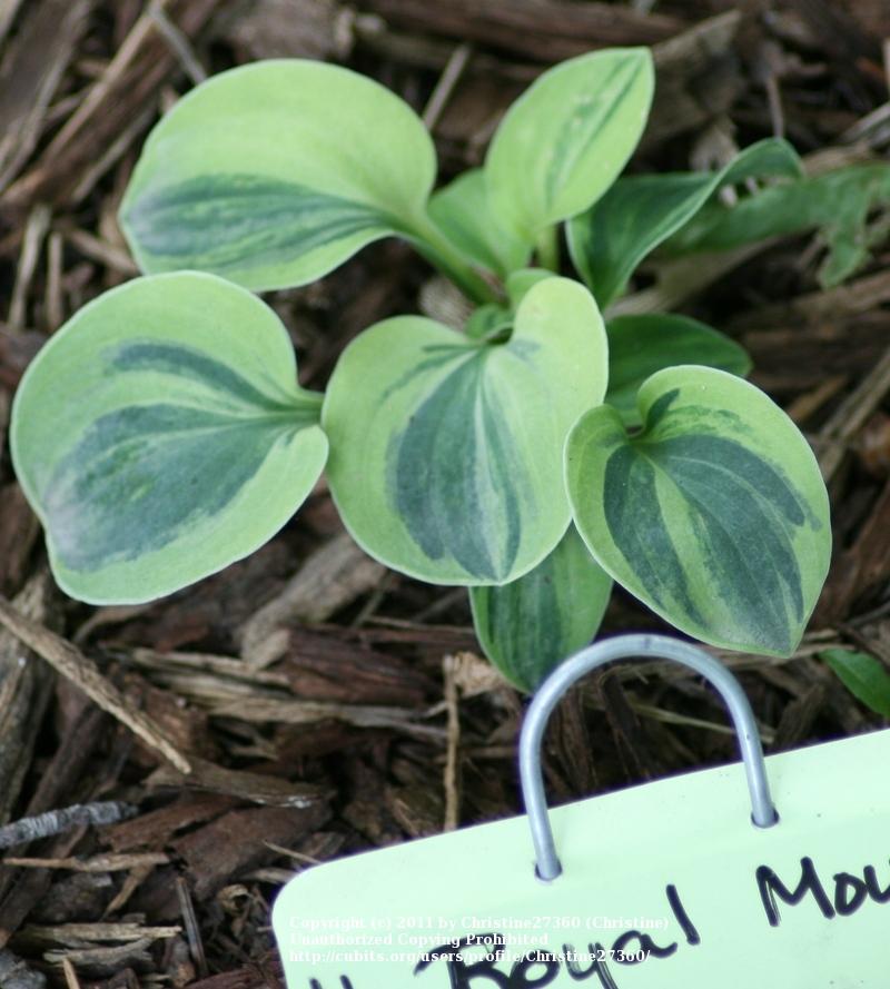 Photo of Hosta 'Royal Mouse Ears' uploaded by Christine27360