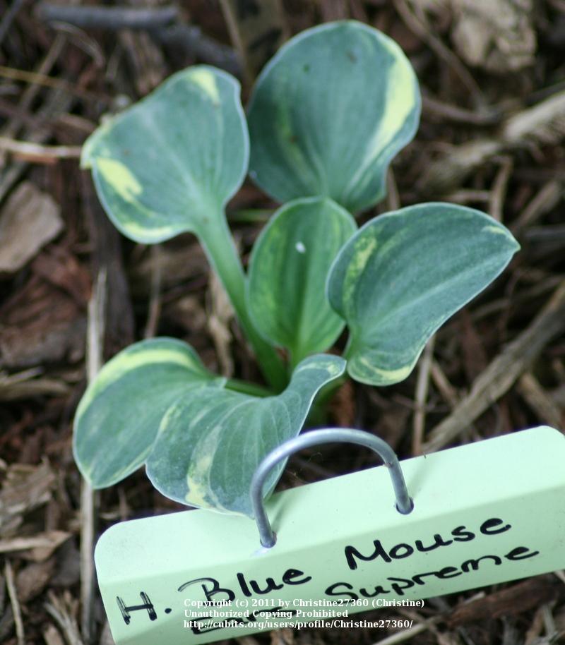 Photo of Hosta 'Blue Mouse Ears Supreme' uploaded by Christine27360