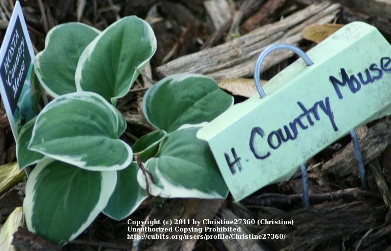 Photo of Hosta 'Country Mouse' uploaded by Christine27360
