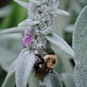 Honey Bees in the Garden:  July