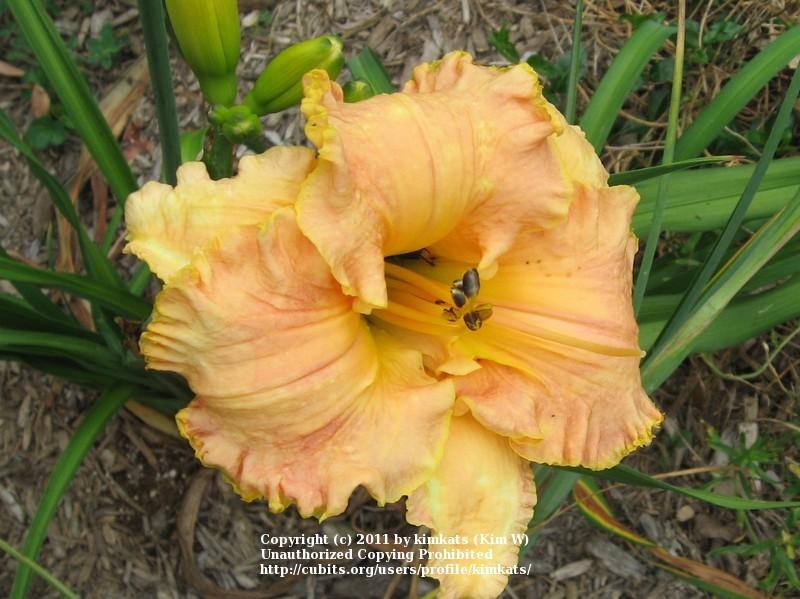 Photo of Daylily (Hemerocallis 'Inherited Wealth') uploaded by kimkats