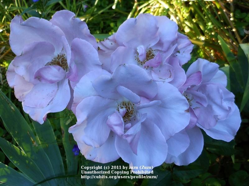 Photo of Rose (Rosa 'Blueberry Hill') uploaded by zuzu