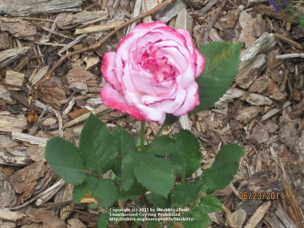 Photo of Rose (Rosa 'Paw Maw') uploaded by Skiekitty