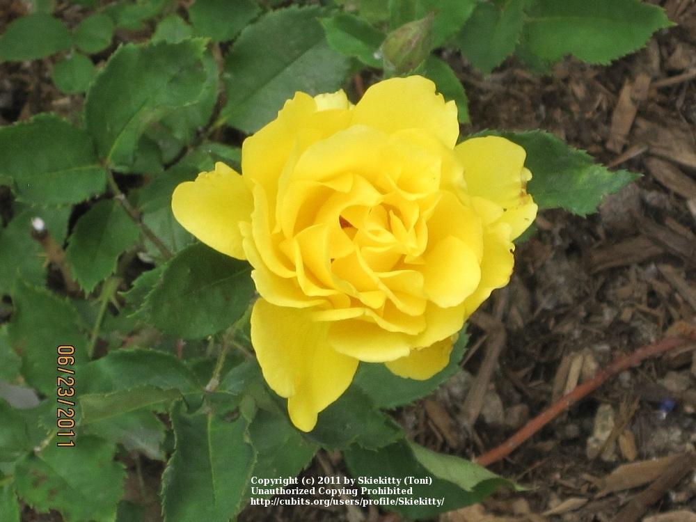 Photo of Rose (Rosa 'Henry Fonda') uploaded by Skiekitty