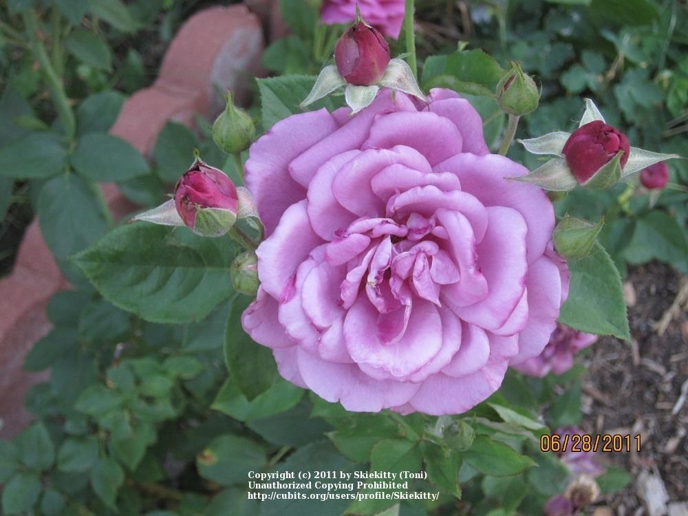 Photo of Rose (Rosa 'Heirloom') uploaded by Skiekitty